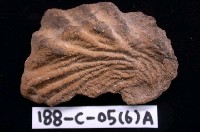 藏品(其他海蛤)的圖片